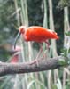 dczoo092405-113 - Scarlet Ibis